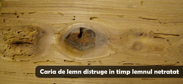 Tratament carii de lemn